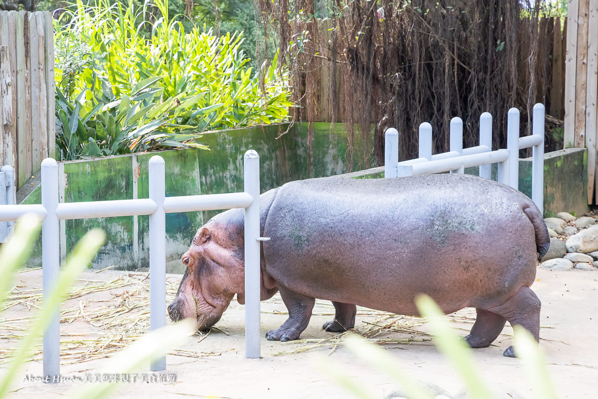 新竹市立動物園小朋友$25 大人$50好好玩近距離觀察動物更有感@About Hsuan美美媽咪親子美食旅遊