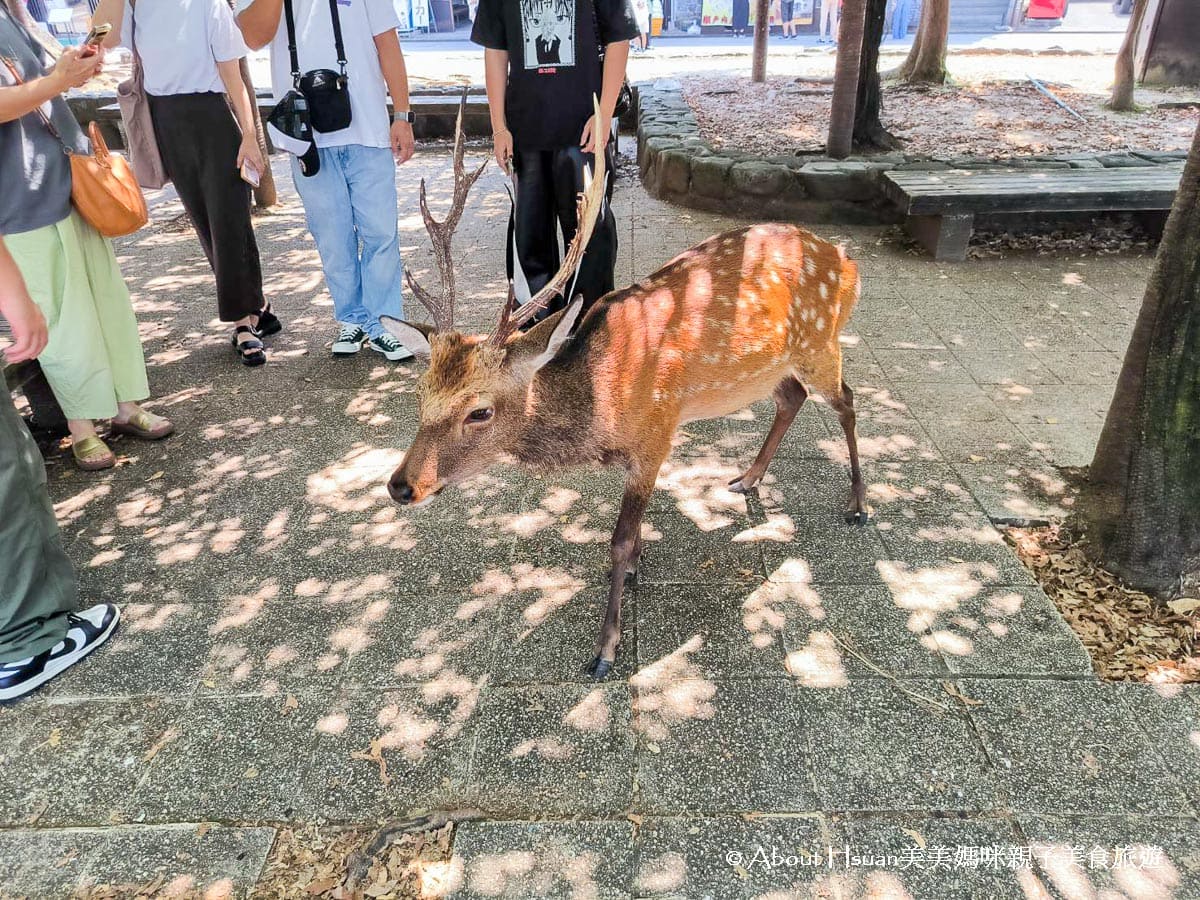 廣島自由行 廣島景點推薦 嚴島神社 擁有1400年歷史 需要搭船抵達的海上鳥居神社 必買獨家特有的鳥居造型冰淇淋 @About Hsuan美美媽咪親子美食旅遊