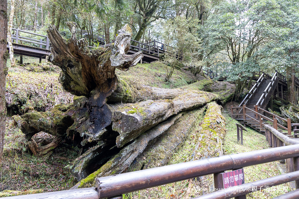 阿里山景點一次網羅 包含阿里山國家森林遊樂區、阿里山美食、奮起湖住宿、奮起湖景點、奮起湖美食全部分享 @About Hsuan美美媽咪親子美食旅遊