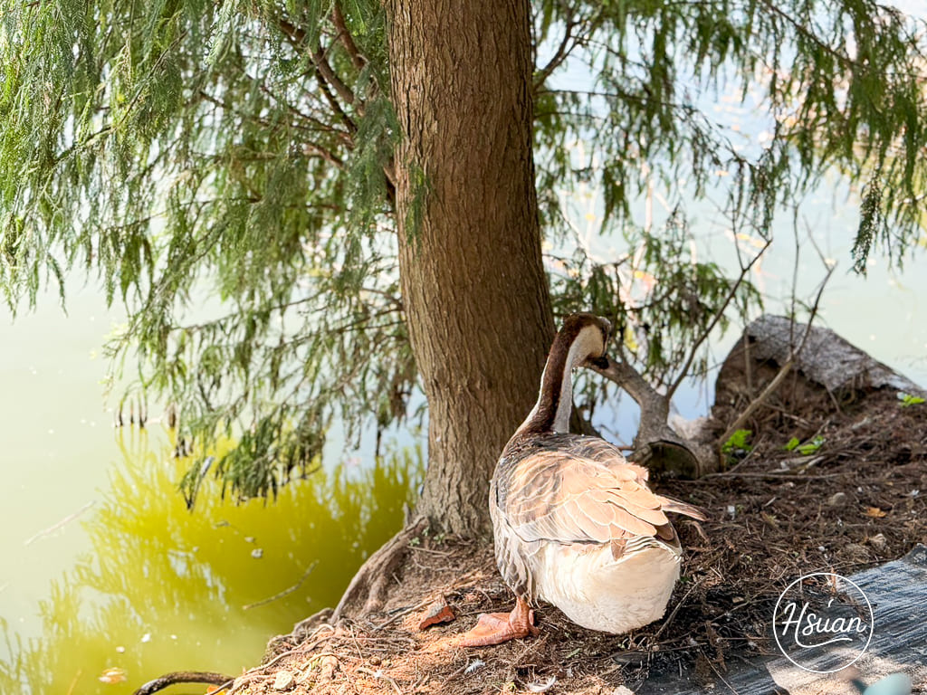 新屋美食 陽柳塘薑母鴨 坐落於湖畔美景旁 無法預訂只能現場排隊的新屋薑母鴨 @About Hsuan美美媽咪親子美食旅遊 新屋美食 陽柳塘薑母鴨 坐落於湖畔美景旁 無法預訂只能現場排隊的新屋薑母鴨 @About Hsuan美美媽咪親子美食旅遊