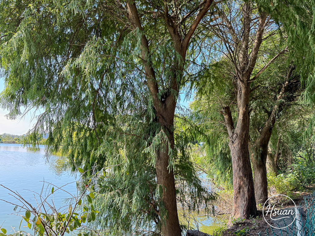 新屋美食 陽柳塘薑母鴨 坐落於湖畔美景旁 無法預訂只能現場排隊的新屋薑母鴨 @About Hsuan美美媽咪親子美食旅遊 新屋美食 陽柳塘薑母鴨 坐落於湖畔美景旁 無法預訂只能現場排隊的新屋薑母鴨 @About Hsuan美美媽咪親子美食旅遊