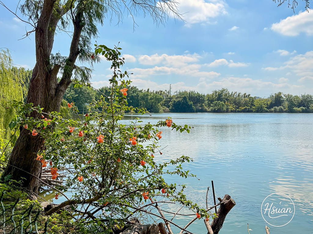 新屋美食 陽柳塘薑母鴨 坐落於湖畔美景旁 無法預訂只能現場排隊的新屋薑母鴨 @About Hsuan美美媽咪親子美食旅遊 新屋美食 陽柳塘薑母鴨 坐落於湖畔美景旁 無法預訂只能現場排隊的新屋薑母鴨 @About Hsuan美美媽咪親子美食旅遊