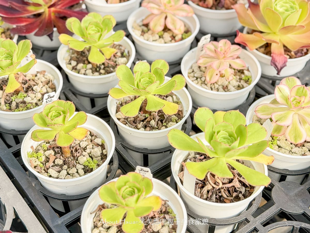 中壢果園採草莓採瓜果買多肉植物 J&#038;W多肉過嶺草莓瓜果農園 600坪高架室內草莓園不怕風吹雨淋 @About Hsuan美美媽咪親子美食旅遊