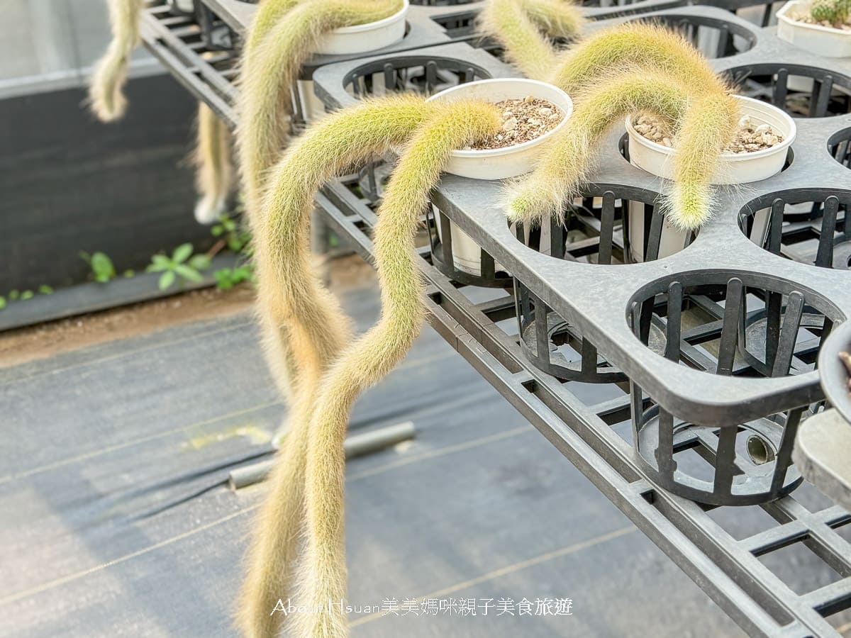 中壢果園採草莓採瓜果買多肉植物 J&#038;W多肉過嶺草莓瓜果農園 600坪高架室內草莓園不怕風吹雨淋 @About Hsuan美美媽咪親子美食旅遊