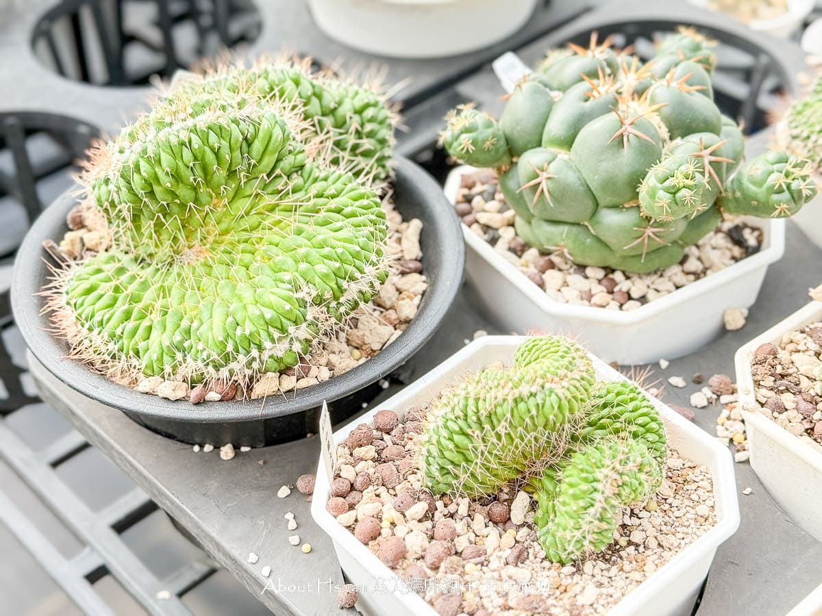 中壢果園採草莓採瓜果買多肉植物 J&#038;W多肉過嶺草莓瓜果農園 600坪高架室內草莓園不怕風吹雨淋 @About Hsuan美美媽咪親子美食旅遊