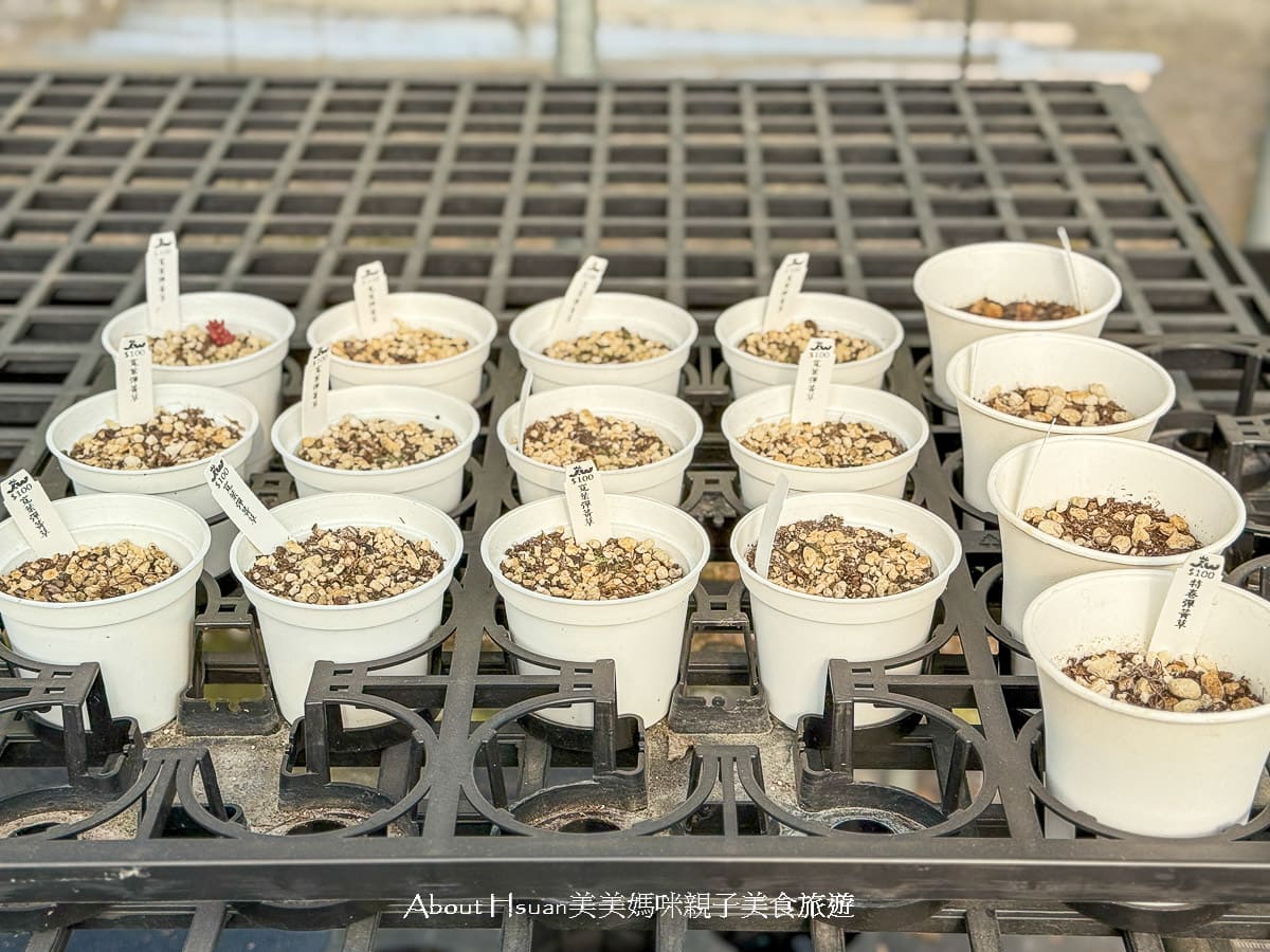 中壢果園採草莓採瓜果買多肉植物 J&#038;W多肉過嶺草莓瓜果農園 600坪高架室內草莓園不怕風吹雨淋 @About Hsuan美美媽咪親子美食旅遊