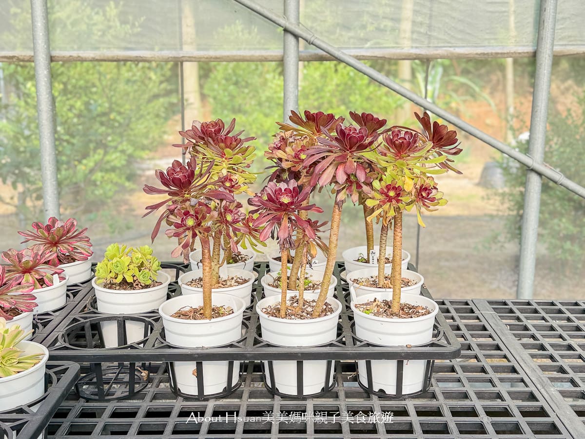 中壢果園採草莓採瓜果買多肉植物 J&#038;W多肉過嶺草莓瓜果農園 600坪高架室內草莓園不怕風吹雨淋 @About Hsuan美美媽咪親子美食旅遊