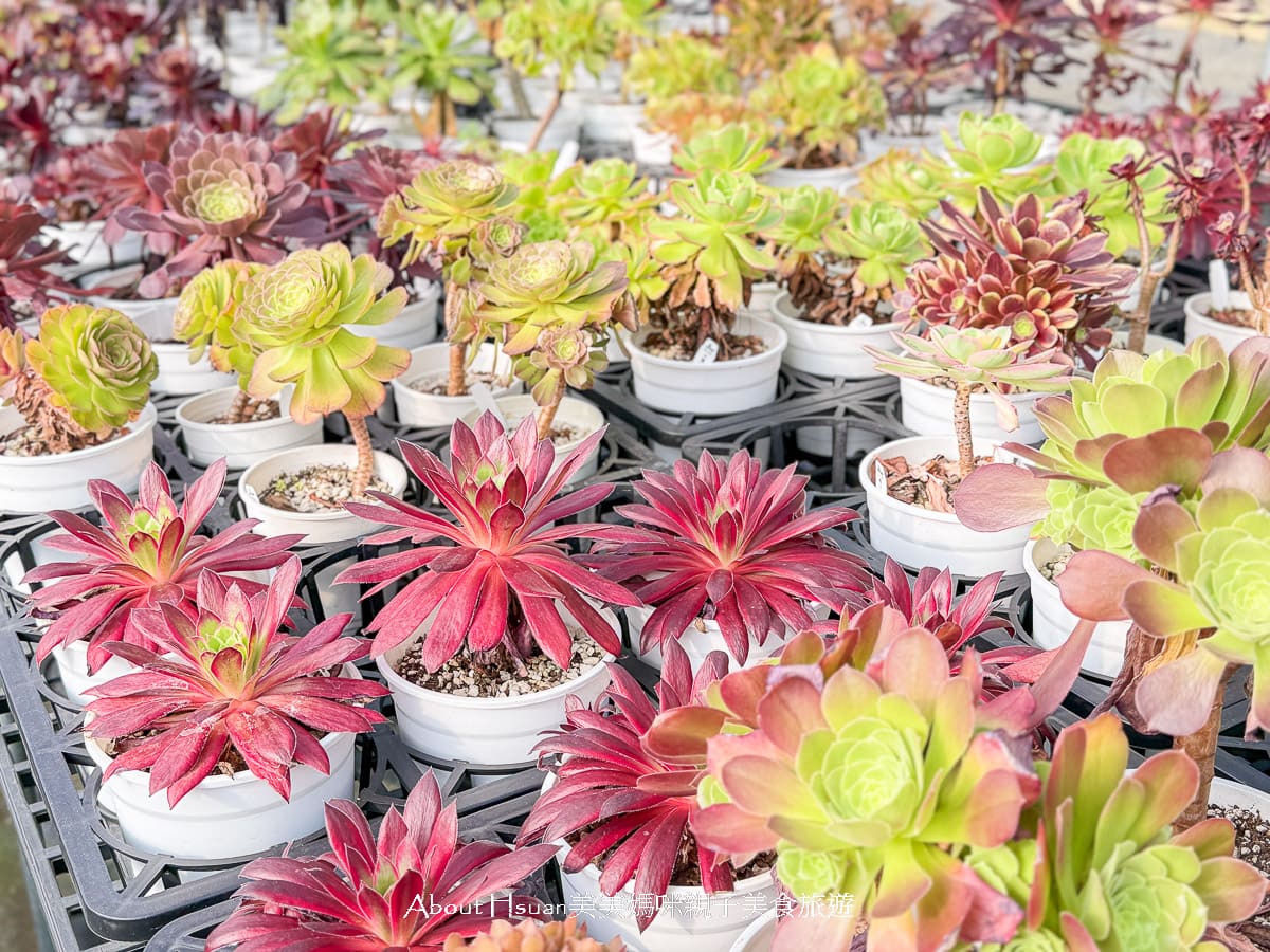 中壢果園採草莓採瓜果買多肉植物 J&#038;W多肉過嶺草莓瓜果農園 600坪高架室內草莓園不怕風吹雨淋 @About Hsuan美美媽咪親子美食旅遊