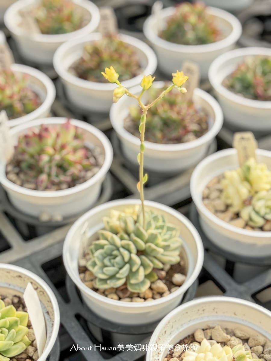 中壢果園採草莓採瓜果買多肉植物 J&#038;W多肉過嶺草莓瓜果農園 600坪高架室內草莓園不怕風吹雨淋 @About Hsuan美美媽咪親子美食旅遊