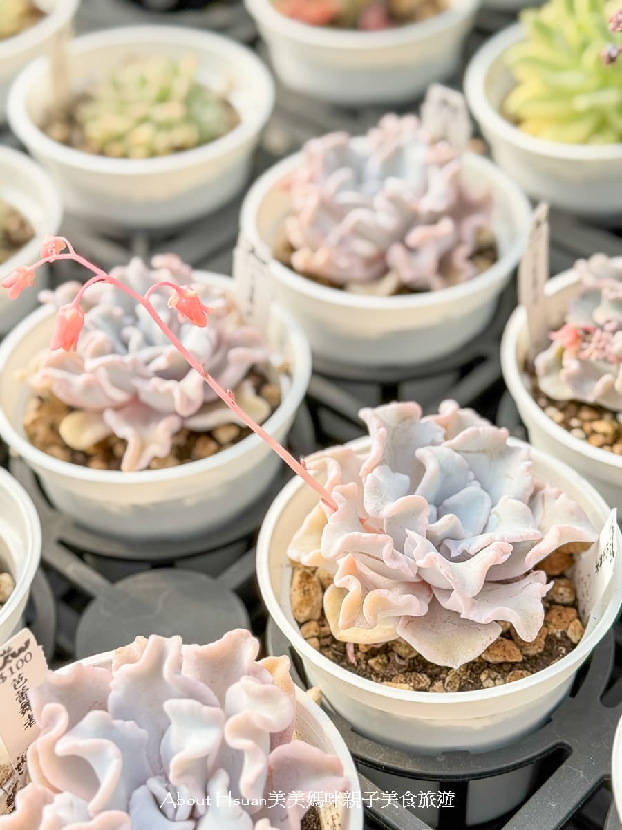 中壢果園採草莓採瓜果買多肉植物 J&#038;W多肉過嶺草莓瓜果農園 600坪高架室內草莓園不怕風吹雨淋 @About Hsuan美美媽咪親子美食旅遊