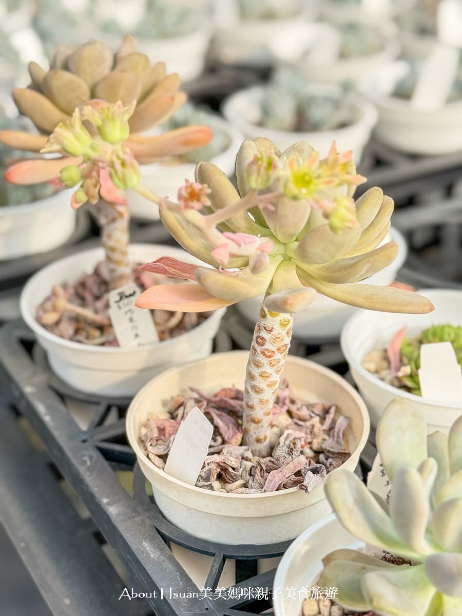 中壢果園採草莓採瓜果買多肉植物 J&#038;W多肉過嶺草莓瓜果農園 600坪高架室內草莓園不怕風吹雨淋 @About Hsuan美美媽咪親子美食旅遊