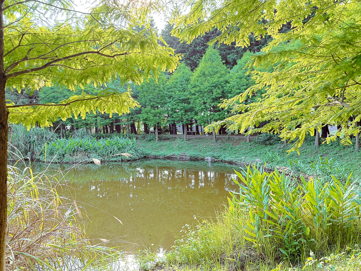 過嶺森林公園 鮮少人知的中壢秘境 四季不同的花卉植物 大片落羽松、睡蓮，生態保護池與環湖步道 彷彿來到世外桃源 @About Hsuan美美媽咪親子美食旅遊