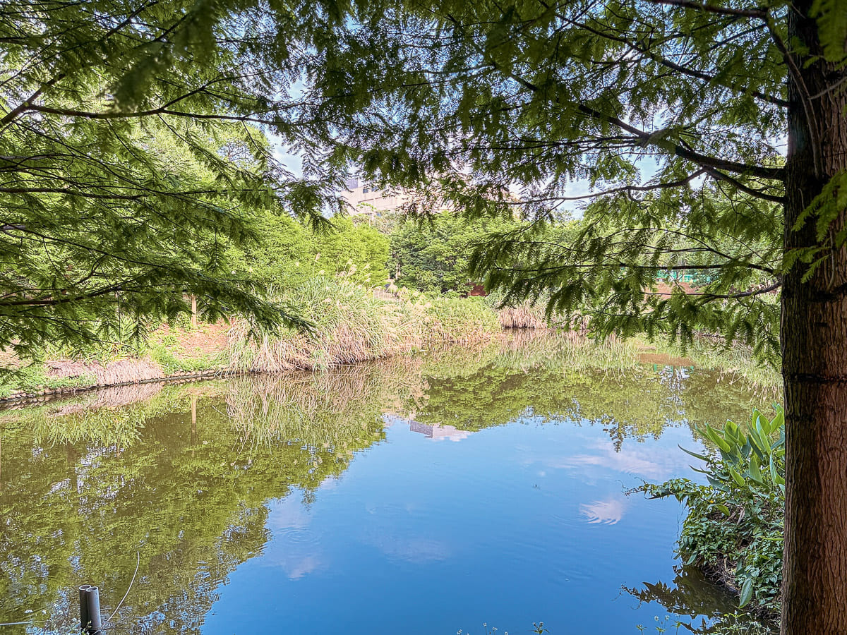 過嶺森林公園 鮮少人知的中壢秘境 四季不同的花卉植物 大片落羽松、睡蓮，生態保護池與環湖步道 彷彿來到世外桃源 @About Hsuan美美媽咪親子美食旅遊