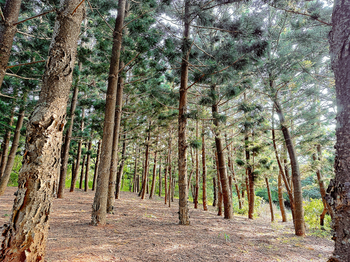 過嶺森林公園 鮮少人知的中壢秘境 四季不同的花卉植物 大片落羽松、睡蓮，生態保護池與環湖步道 彷彿來到世外桃源 @About Hsuan美美媽咪親子美食旅遊
