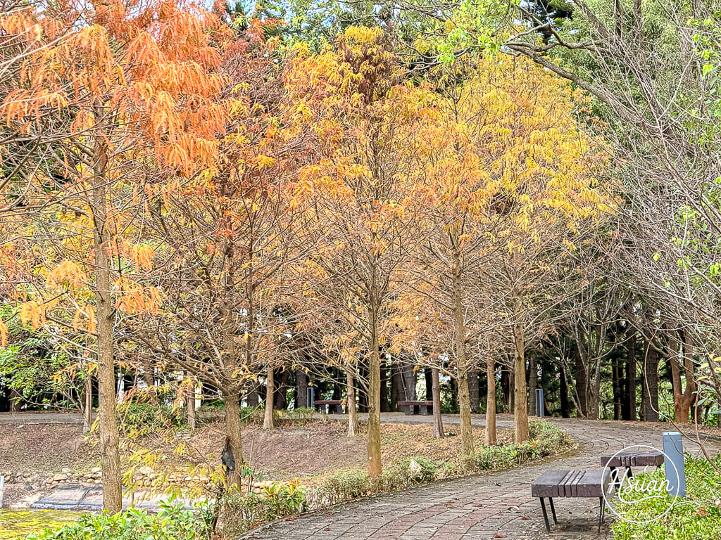 中壢過嶺森林公園 隱藏版免費秘境！有四季花海、落羽松、寵物友善步道，靠近南方莊園與草莓果園 @About Hsuan美美媽咪親子美食旅遊