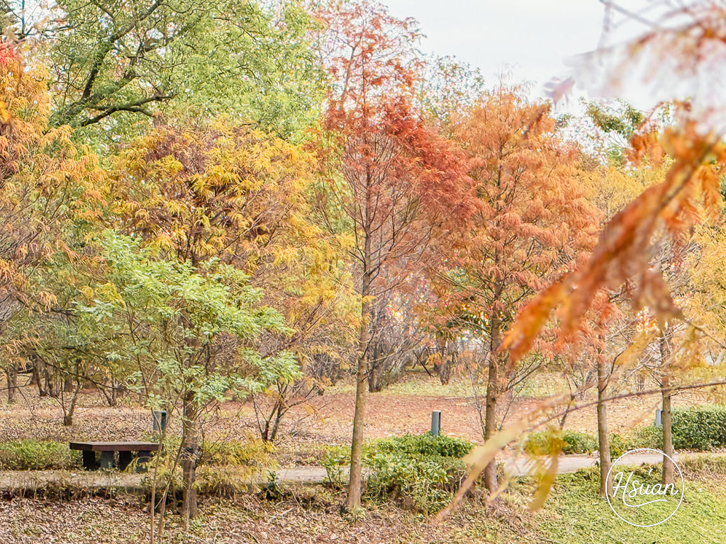 中壢過嶺森林公園 隱藏版免費秘境！有四季花海、落羽松、寵物友善步道，靠近南方莊園與草莓果園 @About Hsuan美美媽咪親子美食旅遊