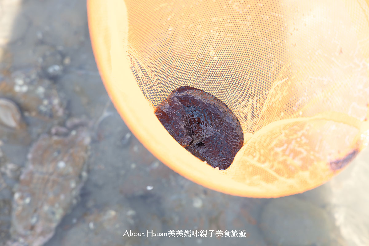 台61線景點 苗栗後龍外埔石滬群-合歡石滬 後龍玩水來這裡 可以抓海螺、螃蟹，抓海參的豐富潮間帶 @About Hsuan美美媽咪親子美食旅遊