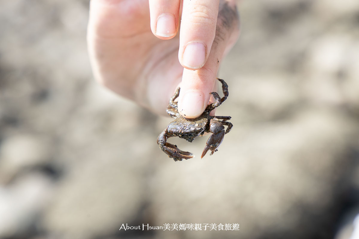 台61線景點 苗栗後龍外埔石滬群-合歡石滬 後龍玩水來這裡 可以抓海螺、螃蟹，抓海參的豐富潮間帶 @About Hsuan美美媽咪親子美食旅遊