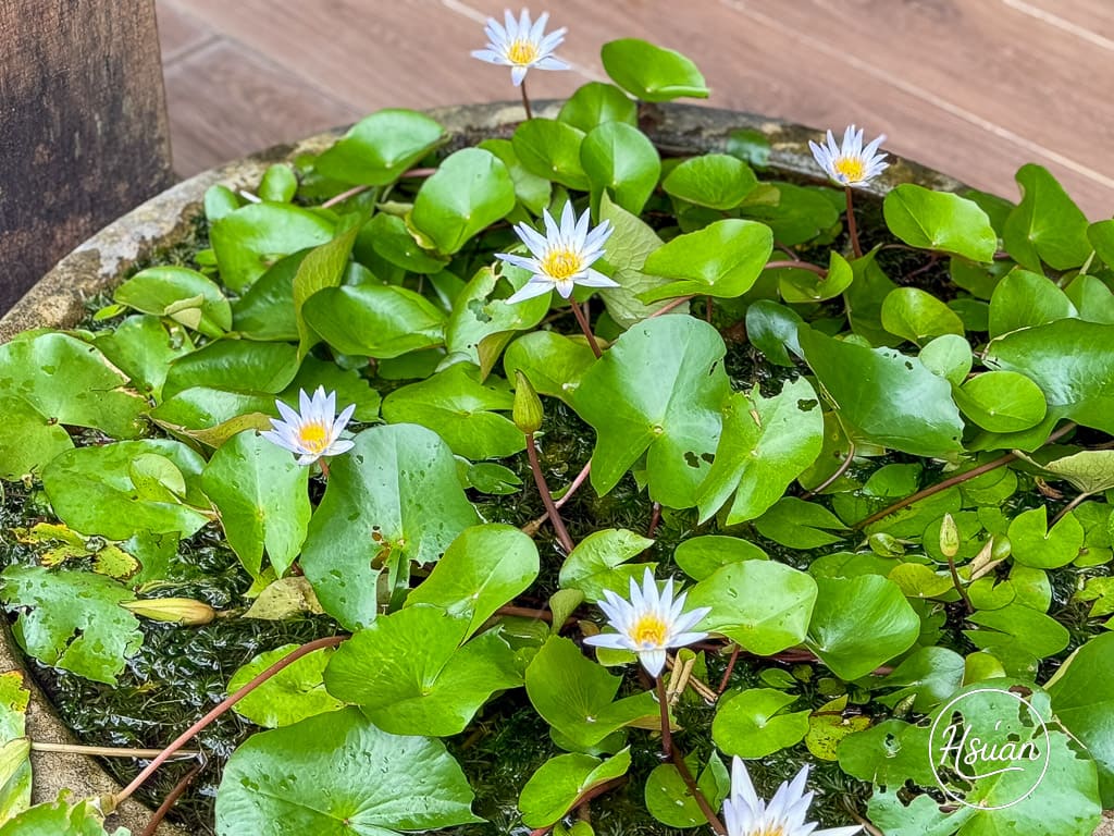 【墾丁住宿推薦】外婆家民宿：獨棟Villa享私密戲水池，有大草坪 還有烏龜、鳥類，最適合親子遊！ @About Hsuan美美媽咪親子美食旅遊