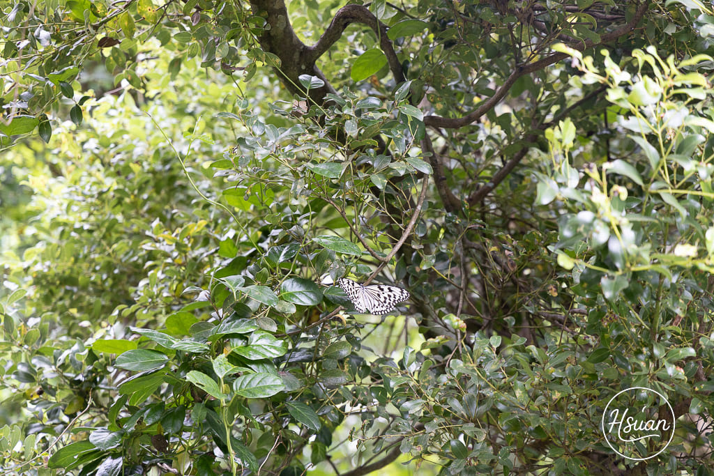 墾丁深度遊必訪-社頂自然公園 洞穴、海洋、自然生態全攻略 遊客少能充分享受秘境感 怕走路的不要來 @About Hsuan美美媽咪親子美食旅遊