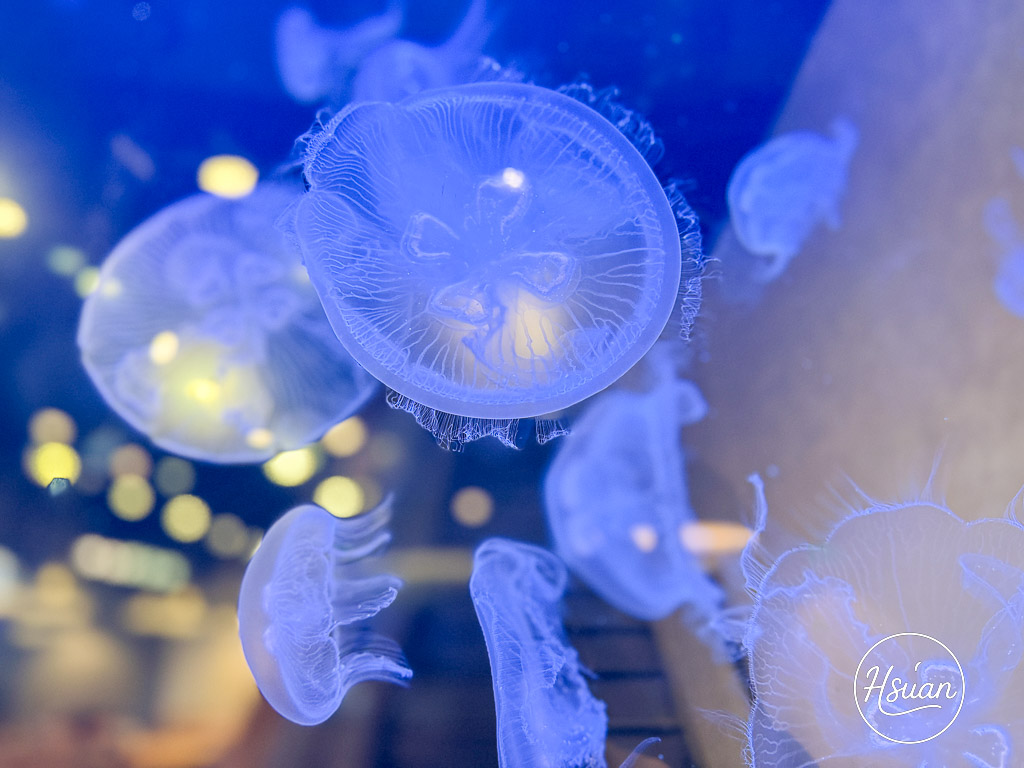 海牧鍋物三重店|驚爆199元厚切生魚片!高CP值海鮮鍋、肉品、親子友善三重火鍋推薦 @About Hsuan美美媽咪親子美食旅遊 海牧鍋物三重店|驚爆199元厚切生魚片!高CP值海鮮鍋、肉品、親子友善三重火鍋推薦 @About Hsuan美美媽咪親子美食旅遊