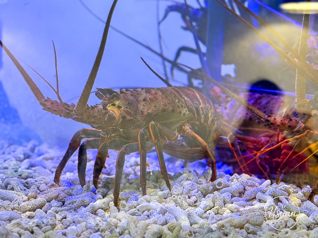 海牧鍋物三重店|驚爆199元厚切生魚片!高CP值海鮮鍋、肉品、親子友善三重火鍋推薦 @About Hsuan美美媽咪親子美食旅遊 海牧鍋物三重店|驚爆199元厚切生魚片!高CP值海鮮鍋、肉品、親子友善三重火鍋推薦 @About Hsuan美美媽咪親子美食旅遊