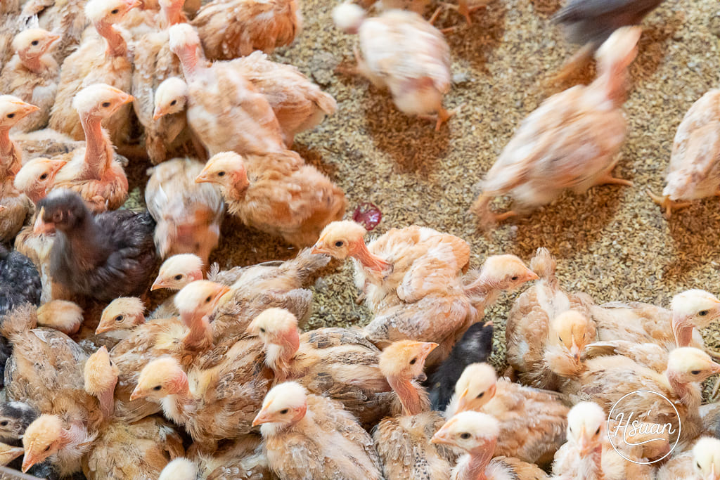 【桃園深度旅遊】大園、蘆竹到觀音：隱藏版美食與療癒手作地圖！在地人帶路20+私藏名單全公開 @About Hsuan美美媽咪親子美食旅遊