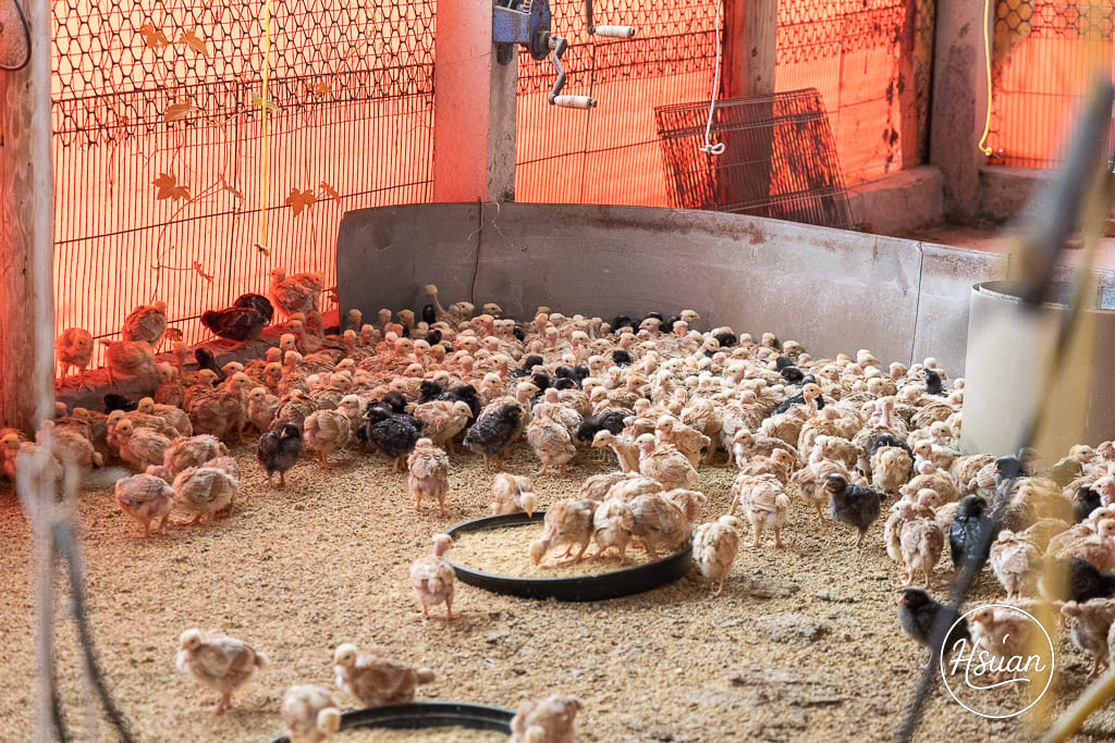 【桃園深度旅遊】大園、蘆竹到觀音：隱藏版美食與療癒手作地圖！在地人帶路20+私藏名單全公開 @About Hsuan美美媽咪親子美食旅遊