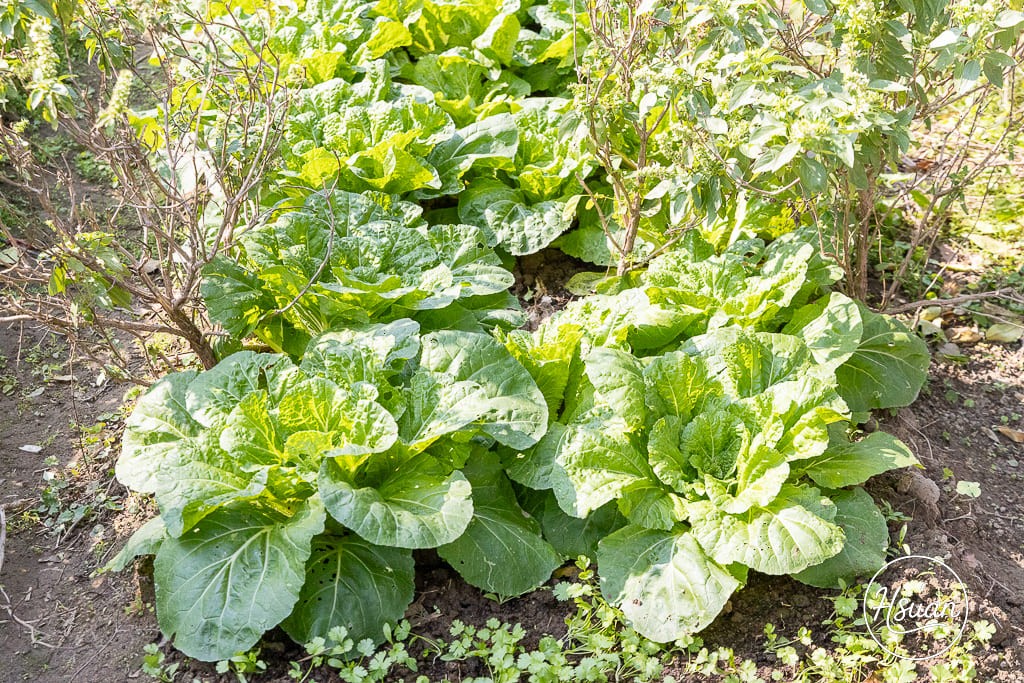【桃園深度旅遊】大園、蘆竹到觀音：隱藏版美食與療癒手作地圖！在地人帶路20+私藏名單全公開 @About Hsuan美美媽咪親子美食旅遊