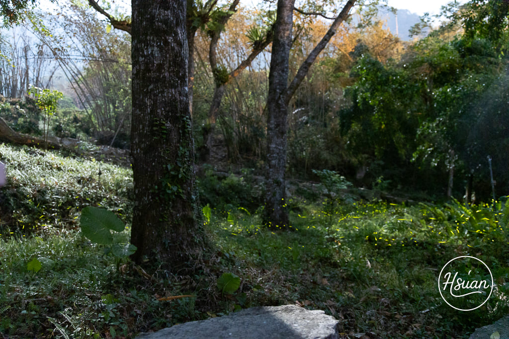 【2026那瑪夏賞螢】發拉斯 Valas 賞螢步道 會聽歌起舞的螢火蟲！親子家庭首選、攝影參數、門票交通全攻略 @About Hsuan美美媽咪親子美食旅遊