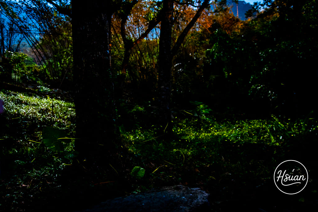 【2026那瑪夏賞螢】發拉斯 Valas 賞螢步道 會聽歌起舞的螢火蟲！親子家庭首選、攝影參數、門票交通全攻略 @About Hsuan美美媽咪親子美食旅遊