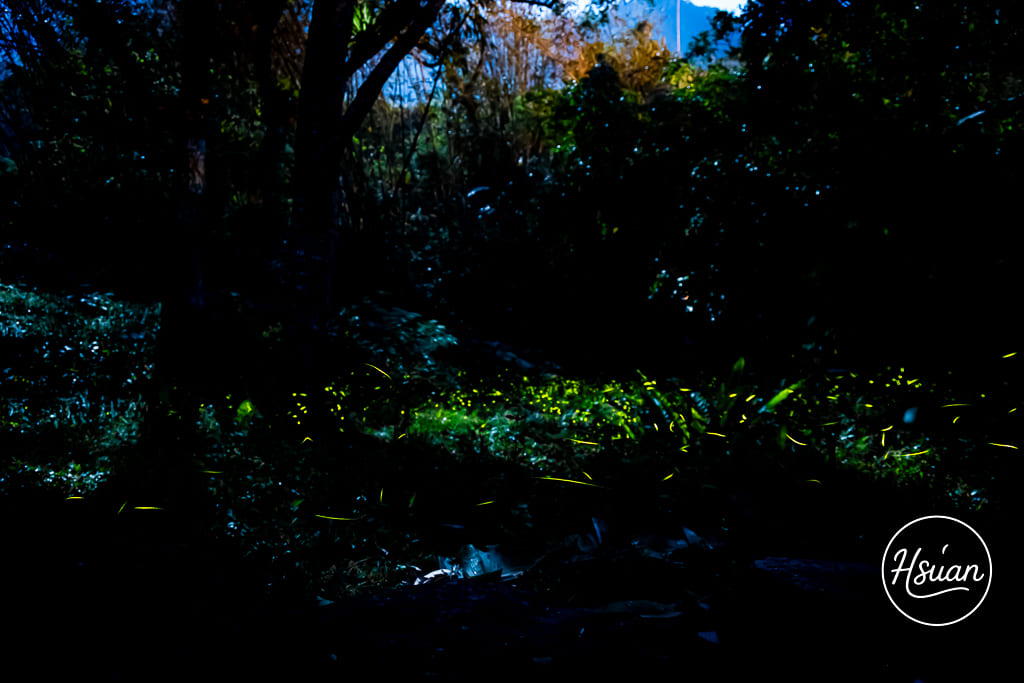 【2026那瑪夏賞螢】發拉斯 Valas 賞螢步道 會聽歌起舞的螢火蟲！親子家庭首選、攝影參數、門票交通全攻略 @About Hsuan美美媽咪親子美食旅遊