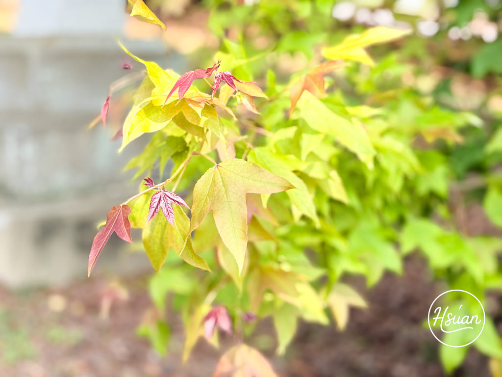 【苗栗通霄景點】通霄神社全新修復開放！台61線景點推薦，走入日式燈籠參道與虎頭山絕美海景，順遊裕芳食品採買50元平價零嘴 @About Hsuan美美媽咪親子美食旅遊