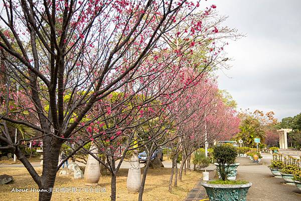 桃園櫻花景點 不只是拉拉山恩愛農場 桃園酒廠櫻花 壽山巖觀音寺櫻花 路途平坦好到達 適合全家大小來賞櫻花踏青 @About Hsuan美美媽咪親子美食旅遊